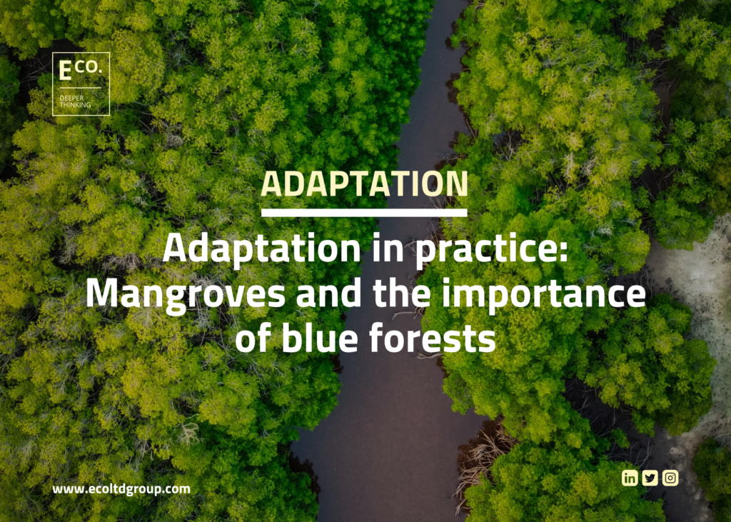 Adaptation in practice: Mangroves and the importance of blue forests